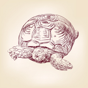 龟派气功龟手绘照片