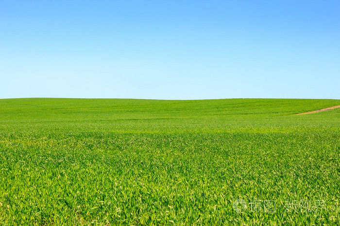 绿草和蓝天