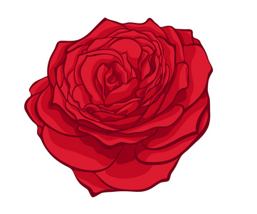 时尚红玫瑰孤立上白色