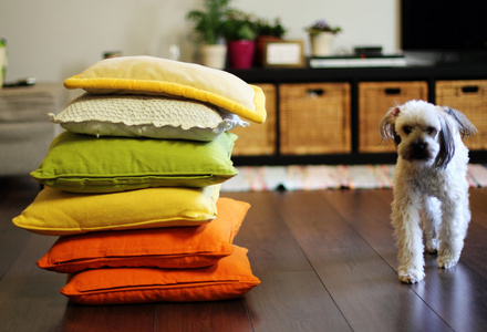 家居环境。多彩的枕头和狗。软焦点