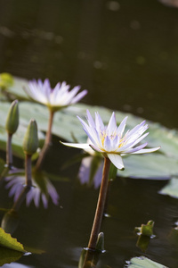 水莉莉