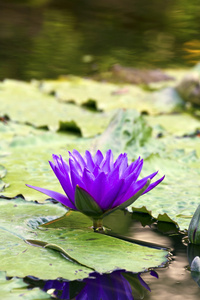 水莉莉