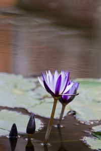 水莉莉