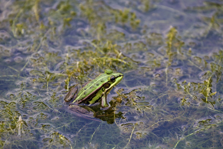 绿色池塘青蛙