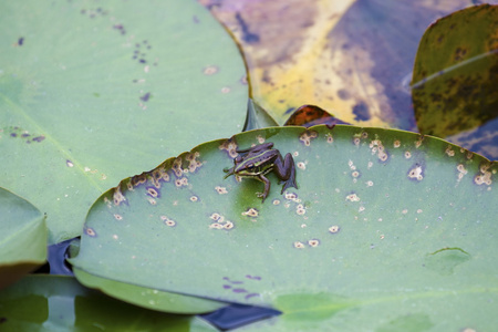 绿色池塘青蛙