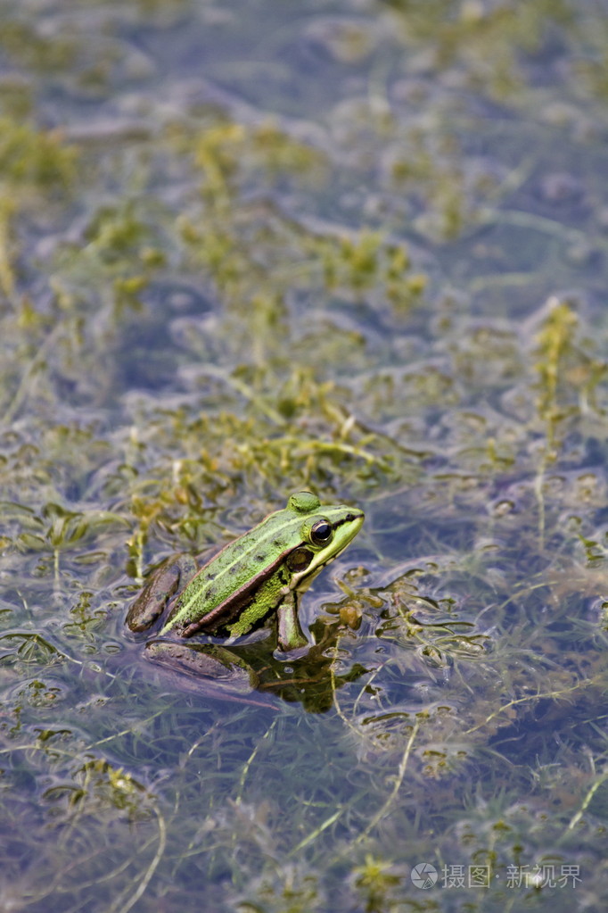 绿色池塘青蛙