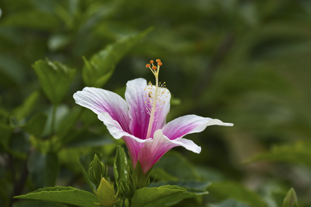 粉红色的花