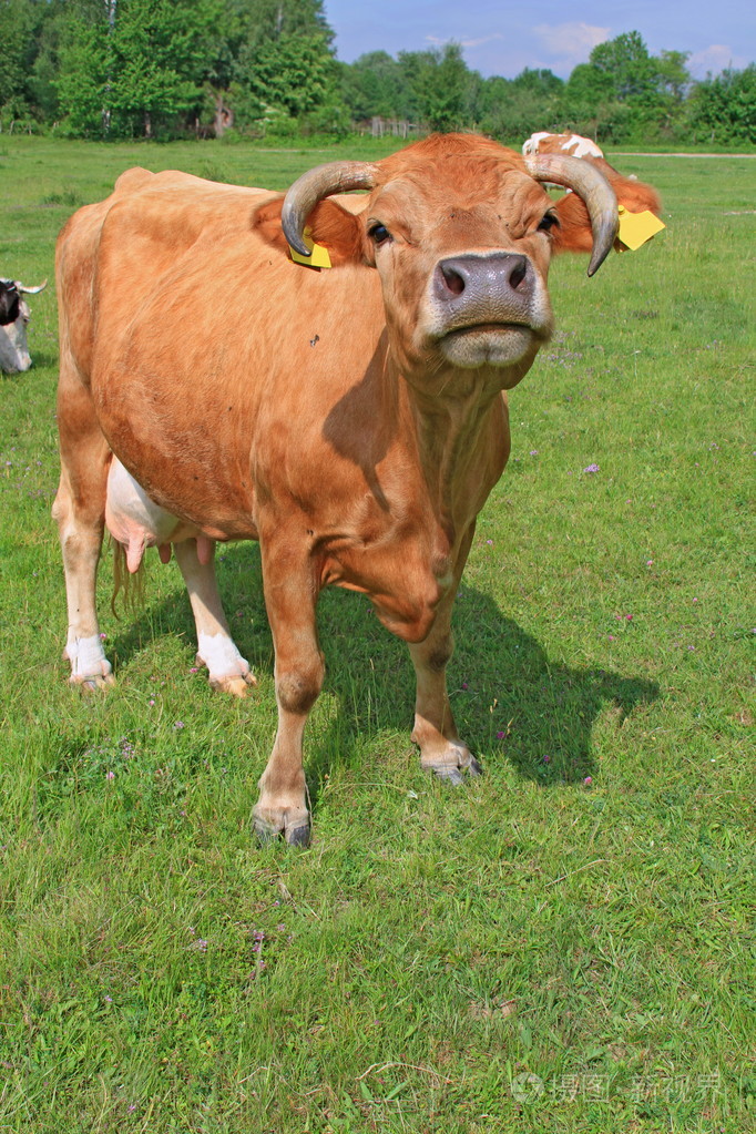 夏季牧场上牛