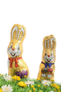 在白色背景上的两个巧克力兔子