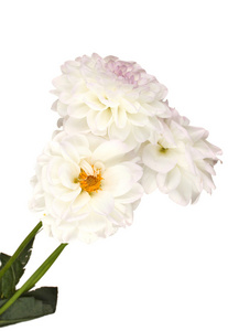 dahilas 隔离在白色的花束