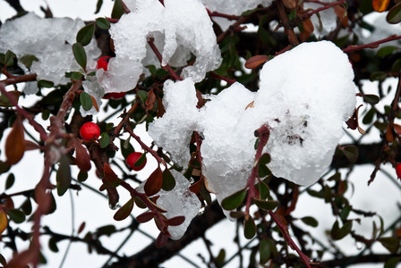 吊在树分支的雪覆盖着的红色浆果