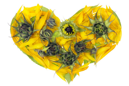 抽象向日葵图片