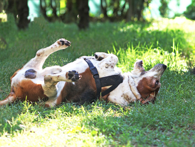 短腿猎犬