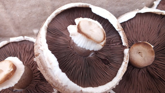 巨型油田蘑菇图片