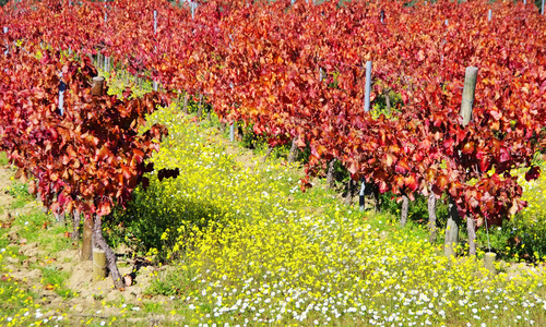 秋天葡萄园在葡萄牙