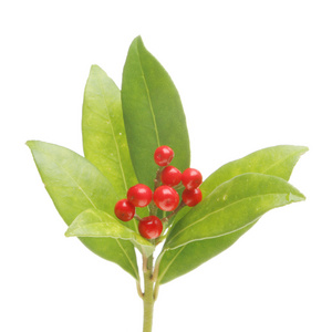 skimmia 树叶和浆果