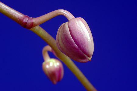 蓝色背景上的兰花芽