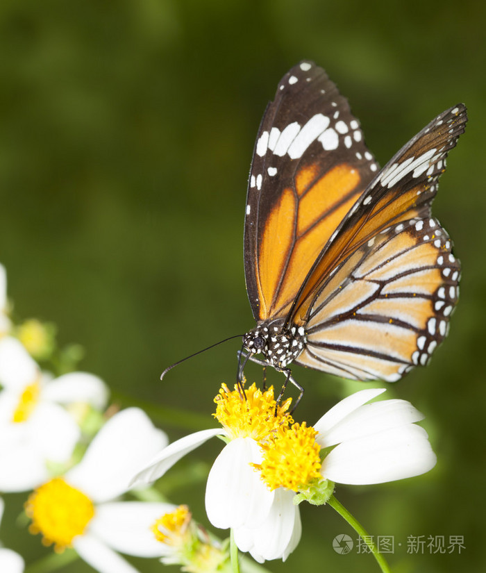 在早上自然黄色蝴蝶飞