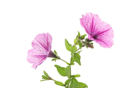 矮牵牛绽放图片-矮牵牛绽放素材-矮牵牛绽放插画-摄图新视界