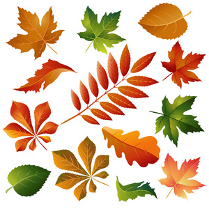 集合美丽多彩的秋天的树叶