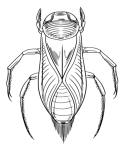 水甲虫大纲
