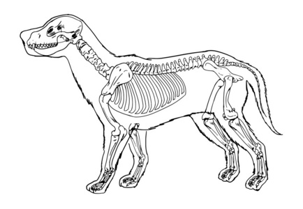 狗骨架图结构图图片