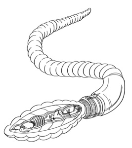 蚯蚓解剖概要