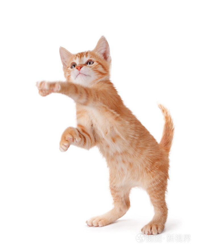 可爱的小猫站和上白玩照片-正版商用图片1apjzy-摄图新视界