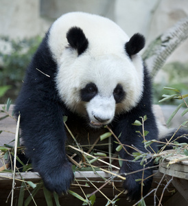 饿大熊猫熊图片