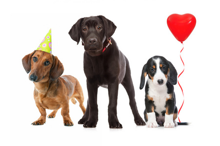 三只小狗庆祝生日图片
