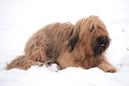 犬狗