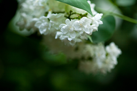 一束白色丁香花浅D of