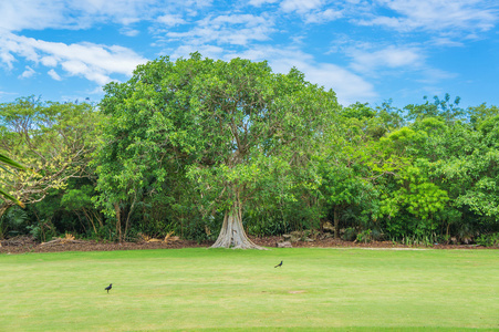 夏天风景