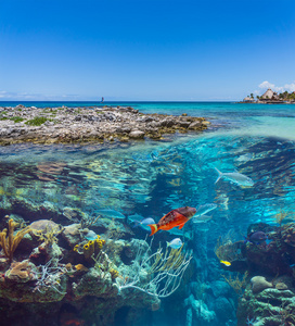 珊瑚和鱼类在海洋世界图片