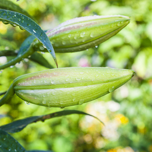 美丽的百合花