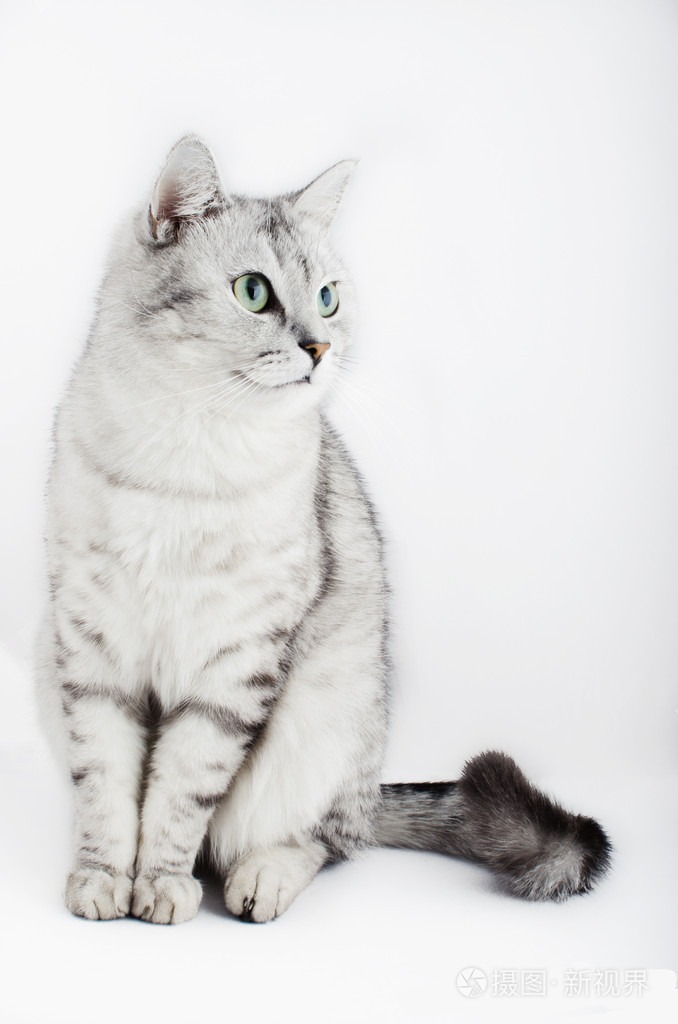 在白色背景上的美丽灰猫