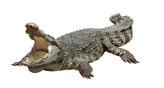 鳄鱼的鼻子亚洲鳄鱼睡和放松的行动照片