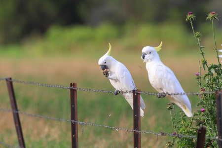 在澳大利亚硫凤头鹦鹉 cacatua galerita