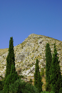 扎金索斯岛上的高山松树