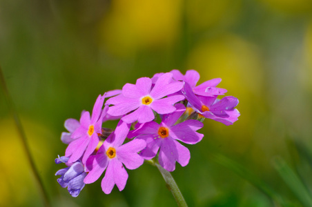 鸟眼灵长类动物farinosa primula