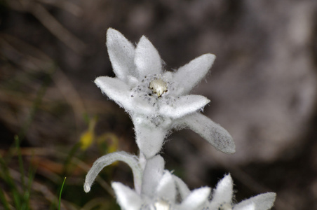 雪绒花