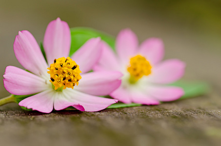 雏菊花的安排