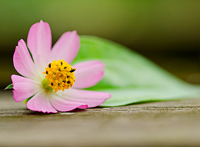 美丽的粉色雏菊花