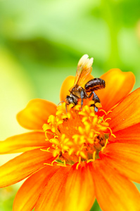 喂养花蜜的蜜蜂