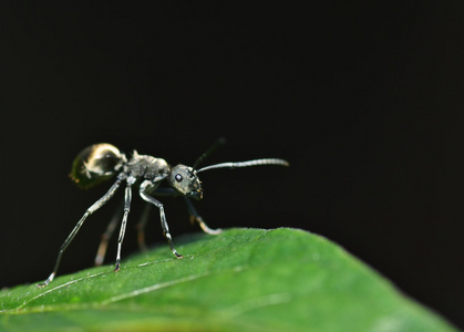黑蚂蚁图片
