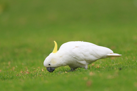 在澳大利亚硫凤头鹦鹉 Cacatua 不