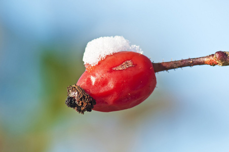 玫瑰果雪帽