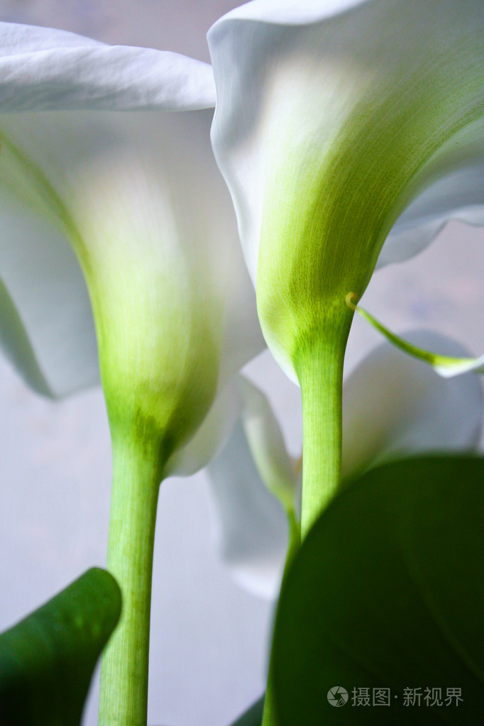 白色马蹄莲百合与大绿叶背景上孤立