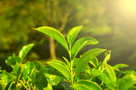 种植茶叶特写