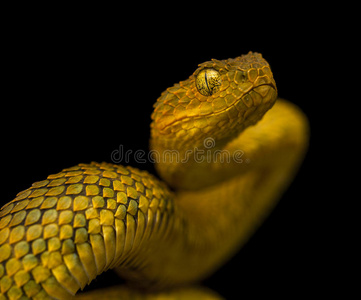 (cerastes vipera) 是在北非撒哈拉沙漠发现的沙游泳和 sidewinding